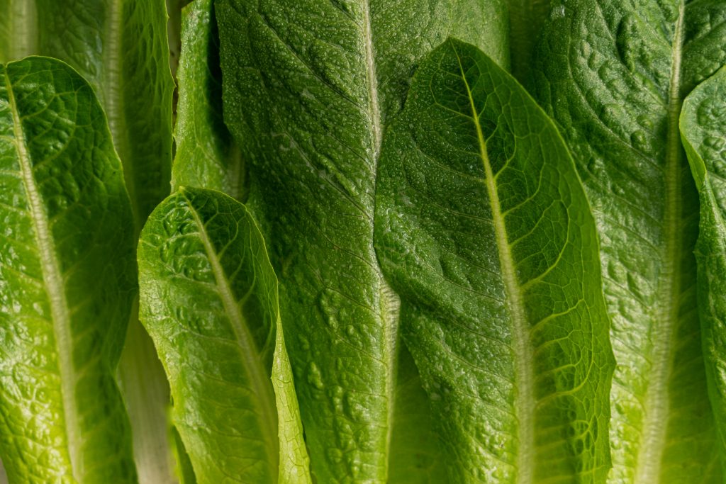 Photo by Antoni Shkraba: https://www.pexels.com/photo/close-up-photo-of-fresh-lettuce-5589053/

Menerapkan IoT dalam Pertanian
