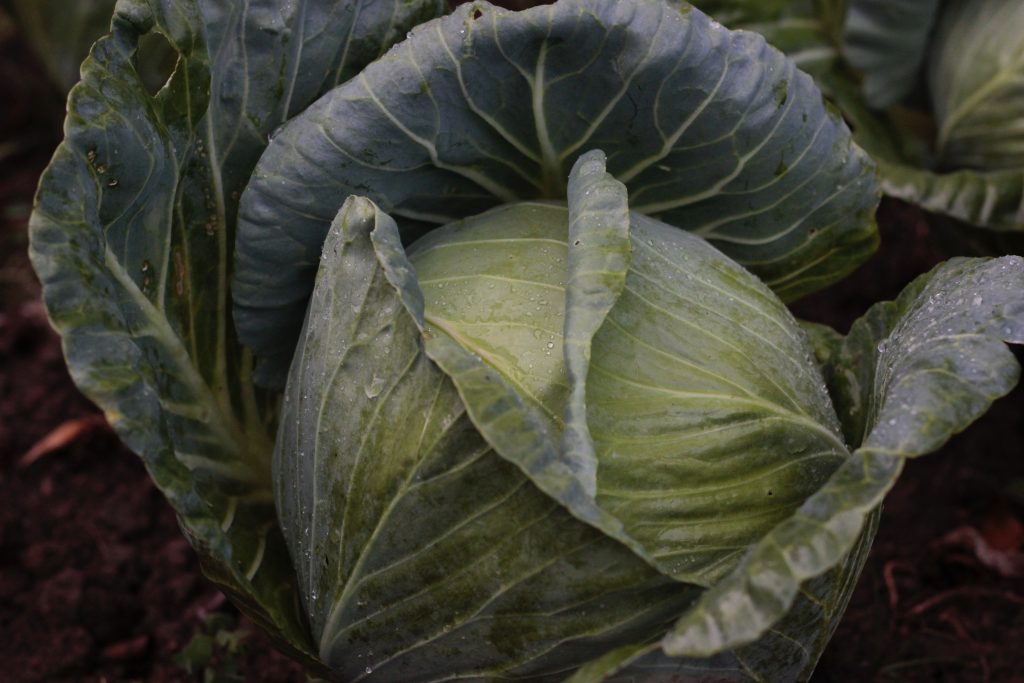 Photo by Carolina Spork: https://www.pexels.com/photo/close-up-shot-of-a-cabbage-7742448/

Kesimpulan