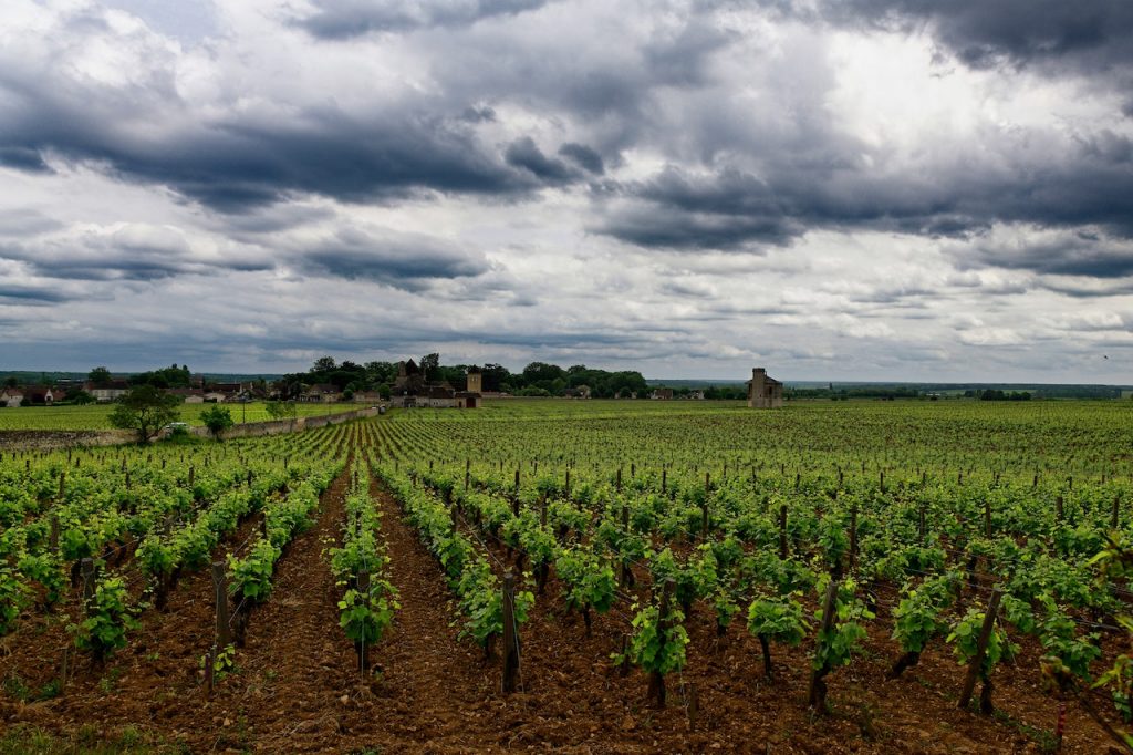 Photo by Gu Bra: https://www.pexels.com/photo/vineyard-under-cloudy-sky-14816344/

Pertanian Berkelanjutan dan Ramah Lingkungan