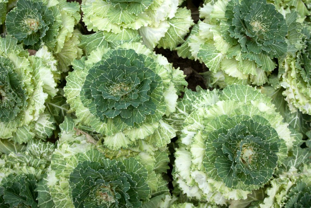 Photo by Jeffry Surianto: https://www.pexels.com/photo/close-up-photo-of-green-cabbages-11186090/

Optimalkan Tanaman: Sensor Pintar di Hydrofarming Cerdas