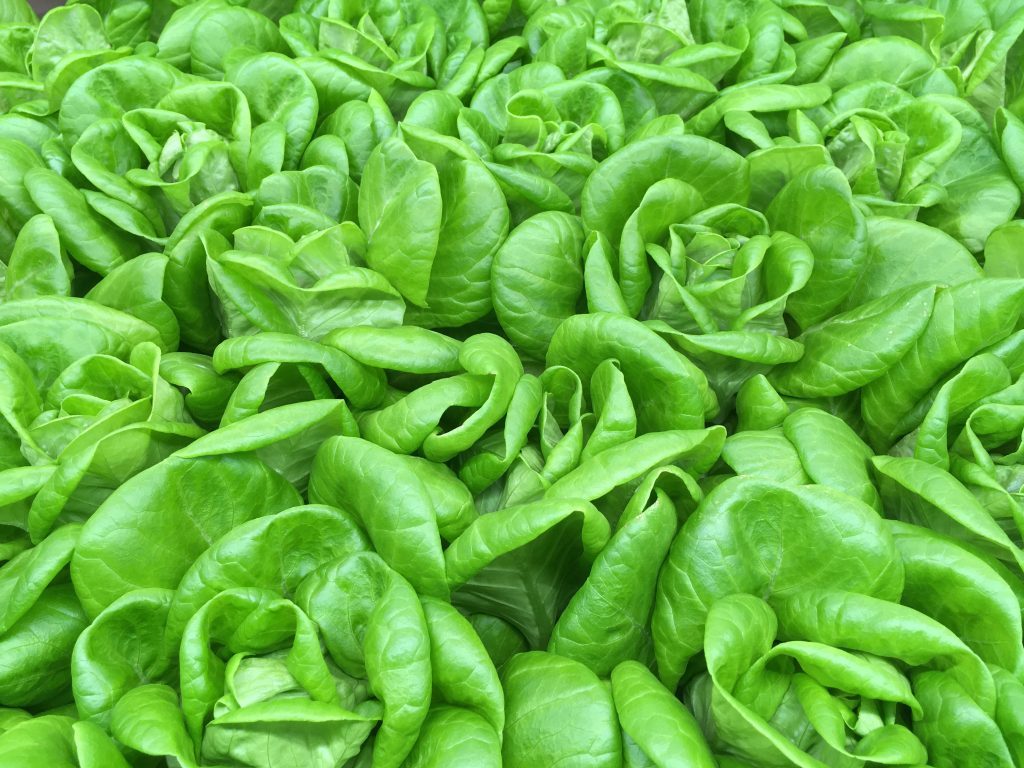 Photo by Jennifer: https://www.pexels.com/photo/fresh-lettuce-leaves-13252175/

Kesimpulan