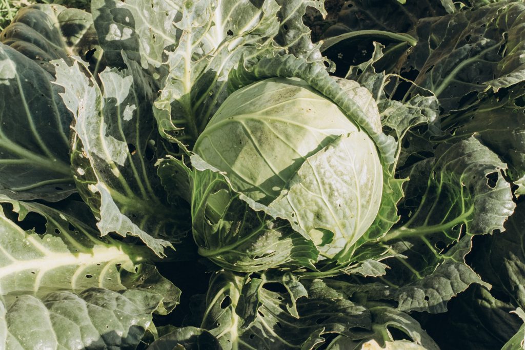 Photo by Kate Che: https://www.pexels.com/photo/a-green-cabbage-in-close-up-photography-8901922/

Teknologi Smart Hydrofarming: Mengubah Paradigma Pertanian