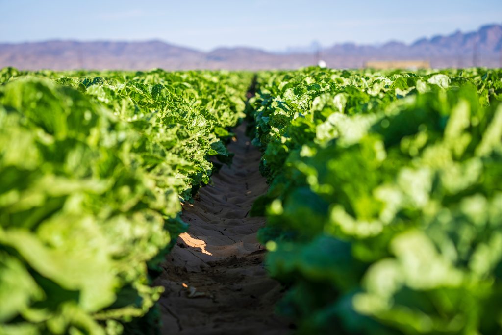 Photo by Mark Stebnicki: https://www.pexels.com/photo/close-up-of-the-lettuce-in-the-farm-11679732/

Menerapkan IoT dalam Pertanian: Studi Kasus Smart Hydrofarming