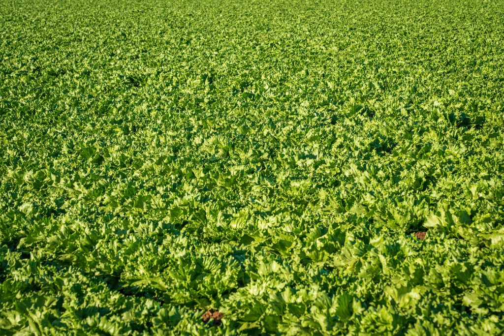 Photo by Mark Stebnicki: https://www.pexels.com/photo/green-lettuce-in-a-farm-11679736/

Keunggulan Ekonomi dalam Smart Hydrofarming