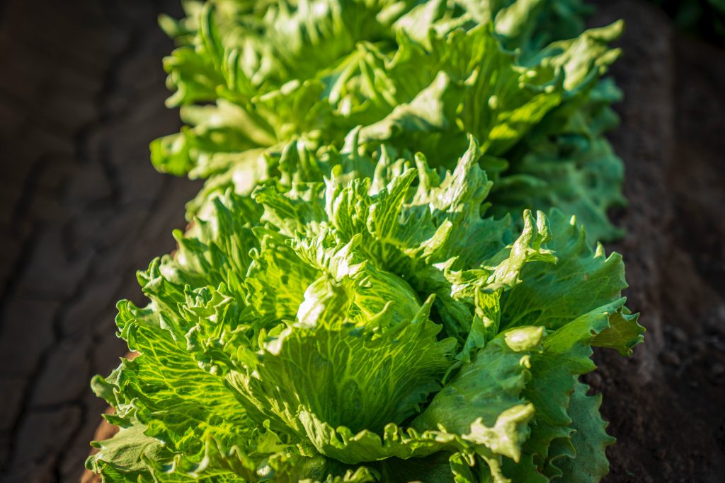 Photo by Mark Stebnicki: https://www.pexels.com/photo/close-up-photo-of-a-fresh-lettuce-11679739/

Sistem Smart Hydrofarming: Meningkatkan Efisiensi Irigasi