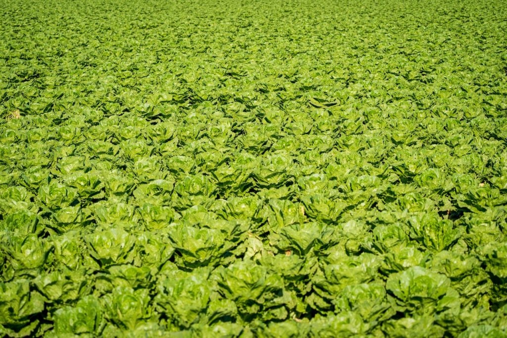 Photo by Mark Stebnicki: https://www.pexels.com/photo/lettuce-plantation-during-daytime-11679741/

Memahami Komponen Utama Sistem Smart Hydrofarming