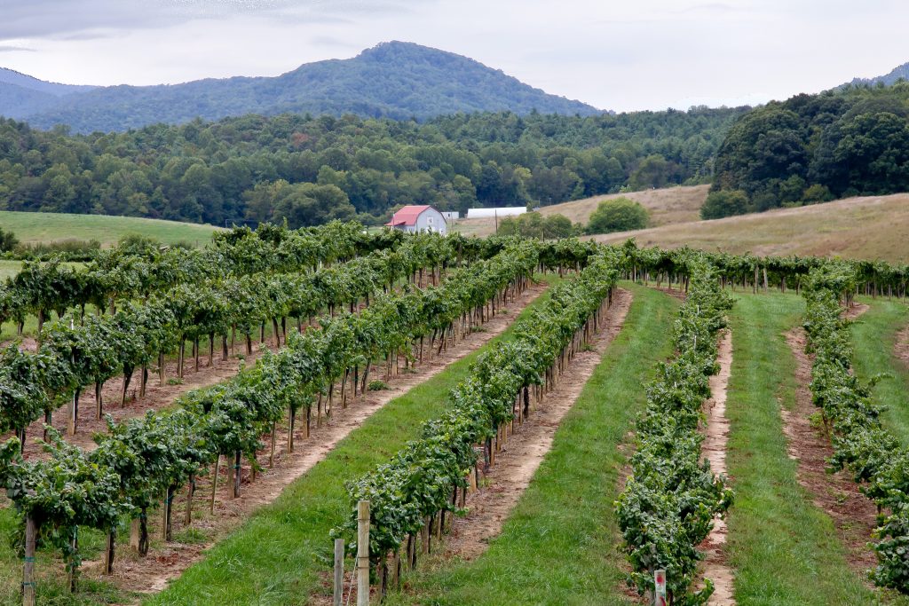 Photo by Mark Stebnicki: https://www.pexels.com/photo/scenery-of-grape-trees-in-a-vineyard-2819994/

Transformasi Pertanian Melalui Teknologi