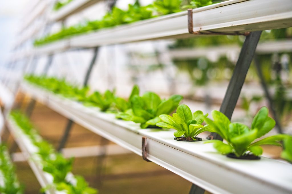 Photo by Pragyan Bezbaruah: https://www.pexels.com/photo/close-up-photo-of-lettuce-using-hydroponics-farming-4199758/

Menggali Potensi Smart Hydrofarming