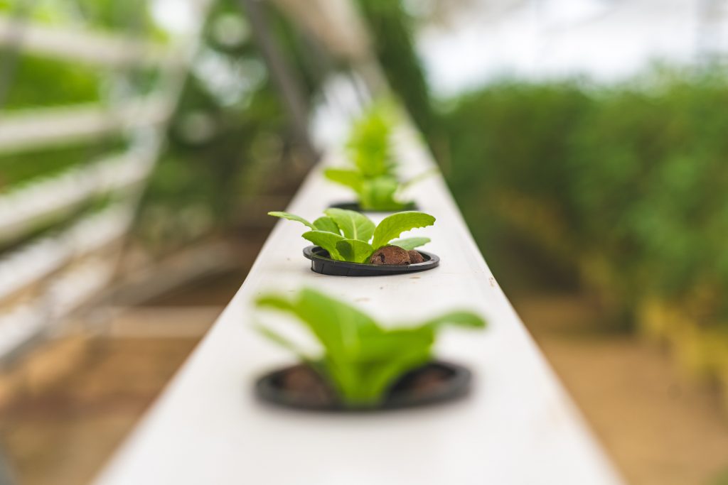 Photo by Pragyan Bezbaruah: https://www.pexels.com/photo/close-up-photo-of-lettuce-plant-using-hydroponics-farming-4199761/

Kesimpulan