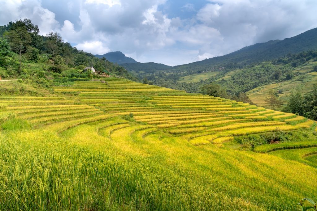 Photo by Quang Nguyen Vinh: https://www.pexels.com/photo/rice-terraces-in-the-mountain-14035890/

Apa Itu Smart Agriculture?