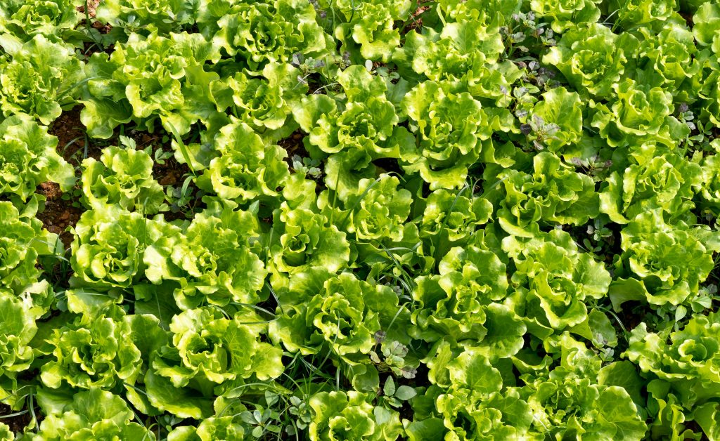 Photo by Quang Nguyen Vinh: https://www.pexels.com/photo/fresh-green-lettuce-ready-for-harvest-14776460/

Keunggulan Ekonomi dan Lingkungan dalam Smart Hydrofarming