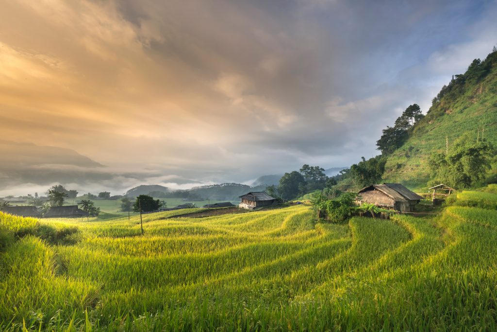 Photo by Quang Nguyen Vinh from Pexels: https://www.pexels.com/photo/house-near-green-grass-2132106/

Smart Agriculture dalam Pengendalian Hama: Melindungi Tanaman dengan Teknologi Cerdas