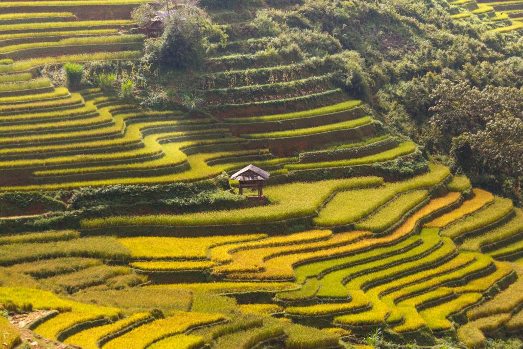 Photo by Quang Nguyen Vinh: https://www.pexels.com/photo/rice-terraces-2153739/

Kesimpulan