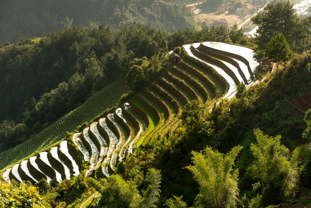 Photo by Quang Nguyen Vinh: https://www.pexels.com/photo/landscape-photography-of-rice-terraces-2162094/

Manfaat Revolusi Hijau dengan Teknologi dalam Pertanian