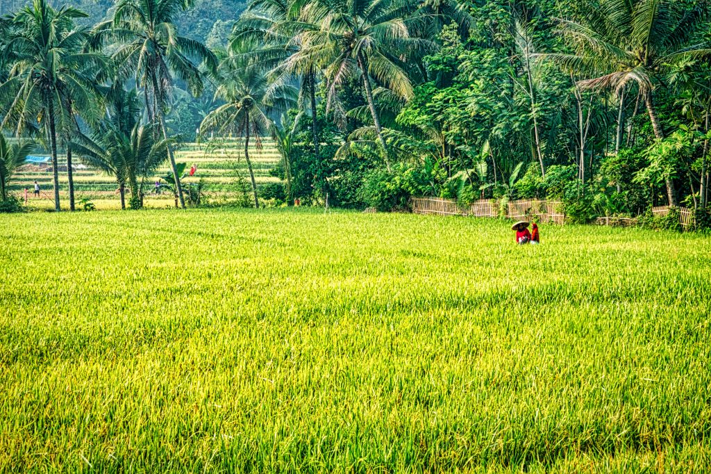 Photo by Tom Fisk: https://www.pexels.com/photo/rice-plant-field-3083008/

Peran Teknologi Cerdas dalam Pertanian Adaptif