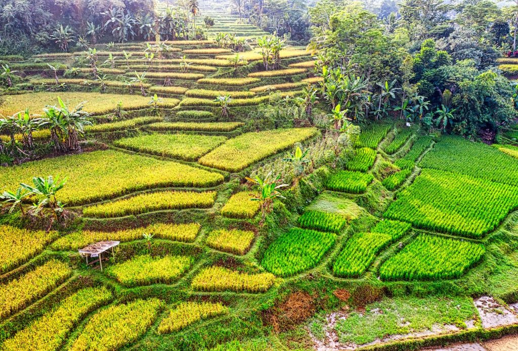 Photo by Tom Fisk: https://www.pexels.com/photo/lush-rice-terraces-5251726/

Mengenal Smart Agriculture