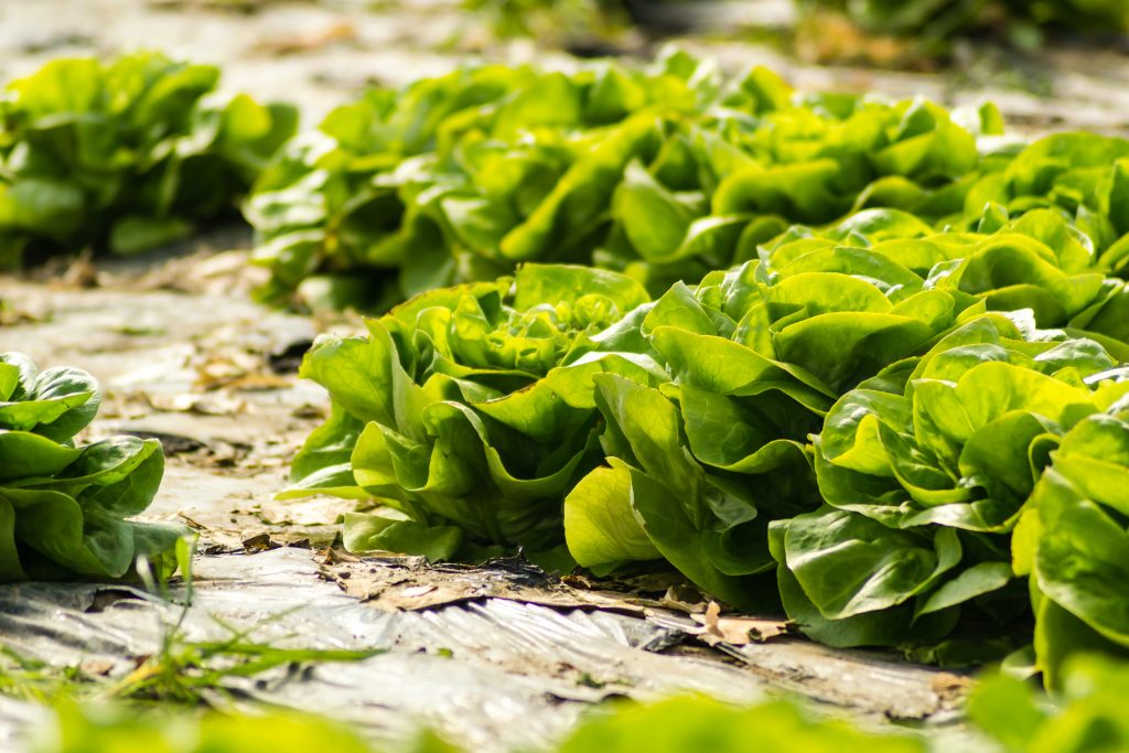 Photo by Zoran Milosavljevic: https://www.pexels.com/photo/fresh-lettuce-growing-on-a-greenhouse-14208682/

Bagaimana Komponen-komponen Ini Bekerja Secara Sinergis