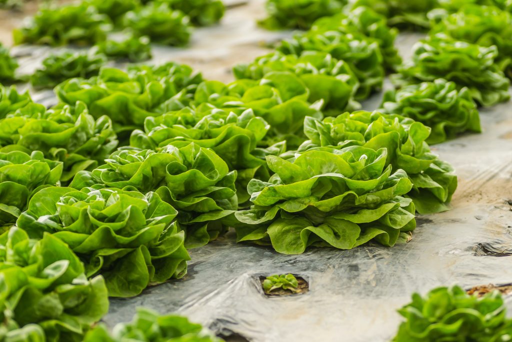 Photo by Zoran Milosavljevic: https://www.pexels.com/photo/rows-of-fresh-lettuce-ready-to-harvest-14208726/

Kesimpulan
