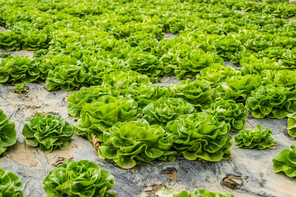 Revitalisasi Pertanian Perkotaan melalui Konsep Smart Hydrofarming
Photo by Zoran Milosavljevic: https://www.pexels.com/photo/rows-of-flower-shaped-lettuce-14208728/