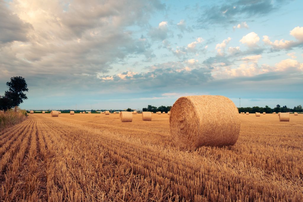 Optimasi Pertanian Masa Depan dengan Sensor Nutrisi Tanah
Foto oleh Nikolett Emmert: https://www.pexels.com/id-id/foto/bidang-kuning-pertanian-pedesaan-18727470/