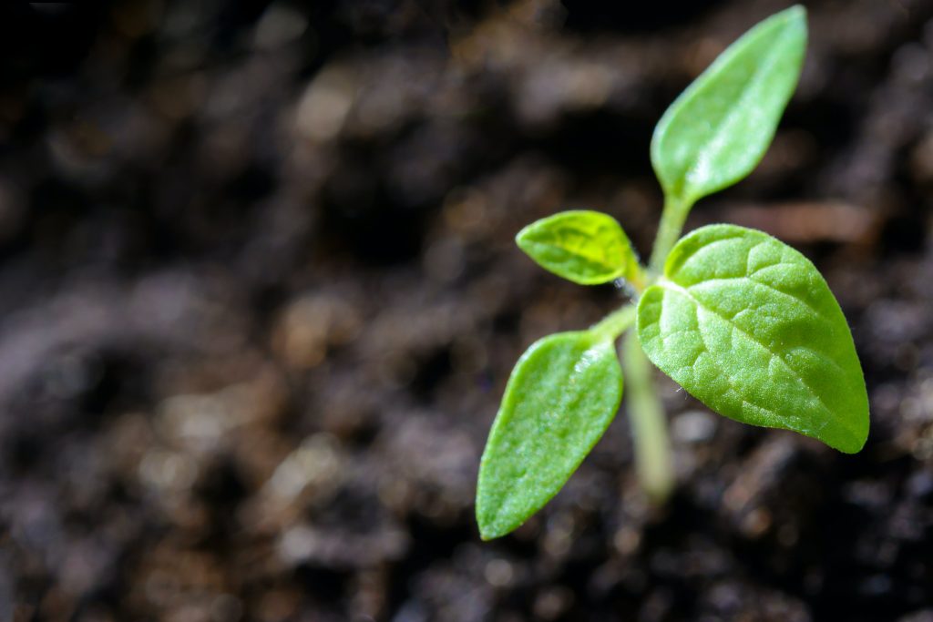 Sensor Nutrisi Tanah: Meningkatkan Hasil Pertanian
Foto oleh PhotoMIX Company: https://www.pexels.com/id-id/foto/foto-closeup-tunas-1002703/