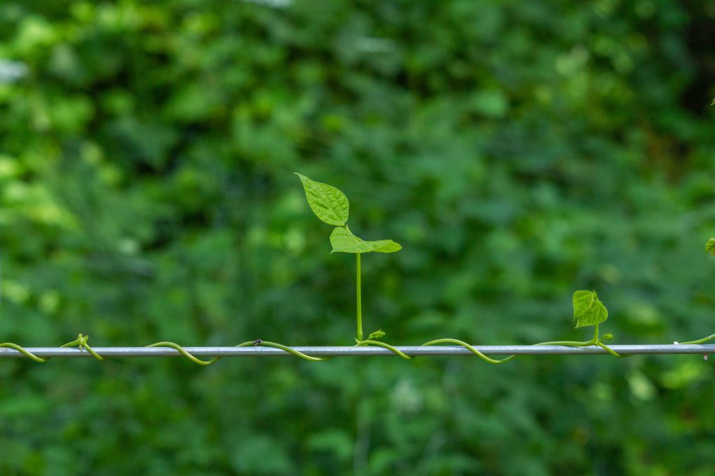 Optimizing Plant Growth
Foto oleh Sam  Divita: https://www.pexels.com/id-id/foto/musim-panas-kilang-dedaunan-pertumbuhan-18778548/