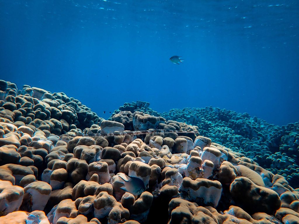Sensasi Bawah Laut: Sensor Tekanan Deteksi Gempa dan Tsunami

Foto oleh Francesco Ungaro: https://www.pexels.com/id-id/foto/ikan-laut-berenang-di-bawah-air-biru-3799824/