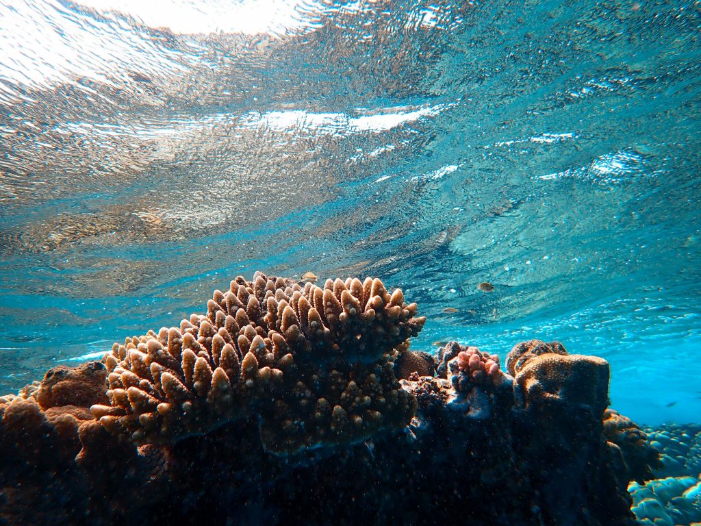 Keindahan di Bawah Laut yang Terungkap

Foto oleh Francesco Ungaro: https://www.pexels.com/id-id/foto/cahaya-air-biru-coklat-4560370/