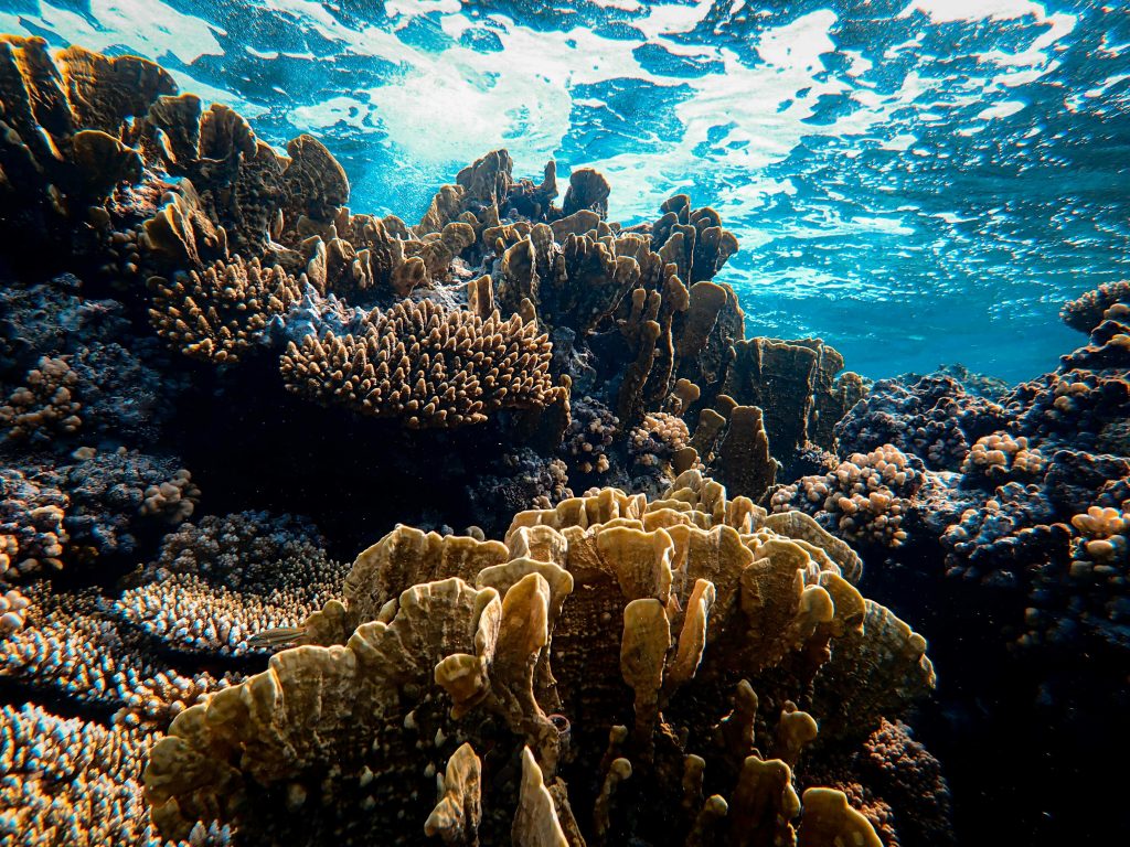 Observing the Depths of the Underwater World

Foto oleh Francesco Ungaro: https://www.pexels.com/id-id/foto/laut-alam-air-samudra-4620507/