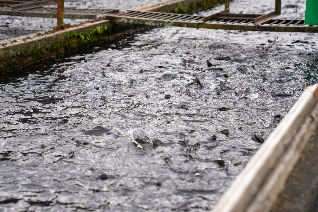 Integration of pH Sensor in Automated Monitoring System

Photo by Mark Stebnicki: https://www.pexels.com/photo/trout-in-water-on-industrial-farm-7509424/